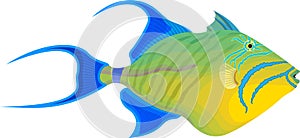 Vector fish queen triggerfish