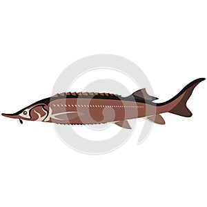 Vector fish sterlet freshwater species illustration on white