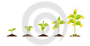 Vector flat design growing money tree step by step concept business saving invesment