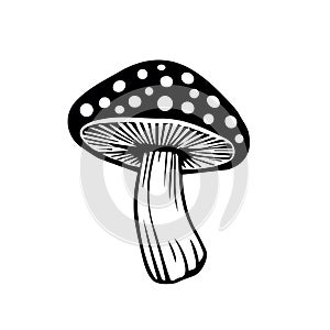 Vector flat fly agaric mushroom icon isolated on white background. amanita