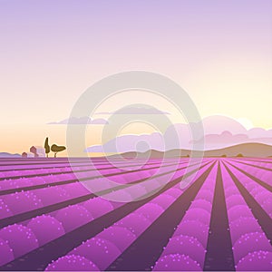 Vector flat landscape illustration of beautiful lavender field on sunrise: sky, mountains, cozy houses, lavender.