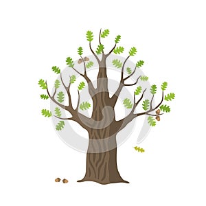 Vector flat oak tree