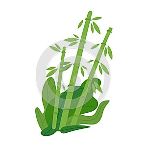 Vector flat style illustration of a bamboo