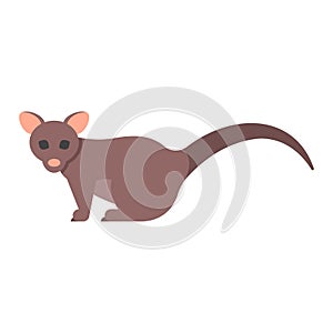 Vector flat style illustration of brushtail possum.