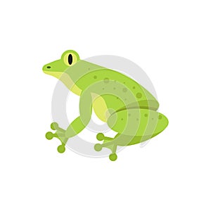 Vector flat style illustration of frog.