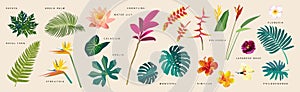 Vector flat style tropical leaves and flowers with names on beige background. Monstera, strelitzia, heliconia, hibiscus, areca