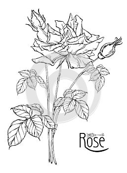 Vector floral arrangement with rose flowers and rose buds