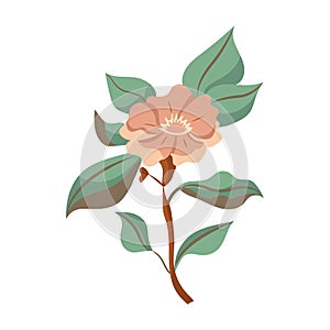 Vector floral botanic illustaration. Vector flower. Botanical vector. Flower illustration