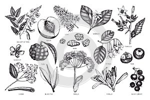 Vector floral collection. Vintage Hand drawn Perfumery and cosmetics ingredients set. Aromatic and medicinal plant. photo