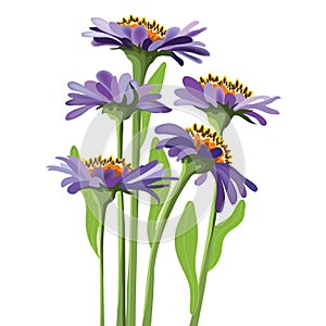 Vector floral design, purple aster photo