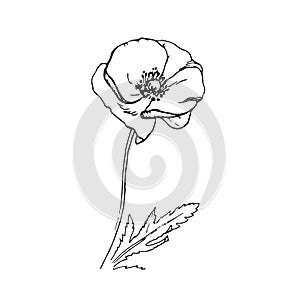 Vector floral illustration of blooming poppy flower.