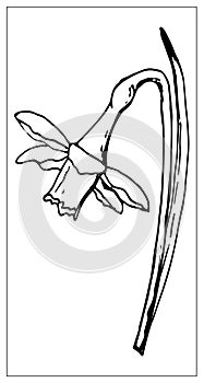 Vector floral illustration with a silhouette of daffodil flower