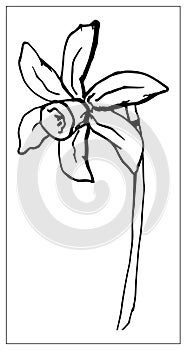 Vector floral illustration with a silhouette of daffodil flower