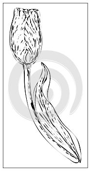 Vector floral illustration with with tulip flower silhouette