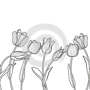 Vector floral seamless horizontal pattern. Black and white elegant background with hand drawn tulip flowers. photo