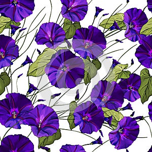 Vector floral seamless pattern with purple bindweed