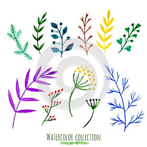 Vector floral set. Colorful floral collection with leaves and branches, watercolor painting. Isolated design elements for