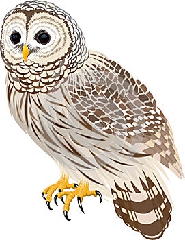 Vector florida barred owl illustration