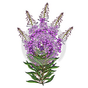 Vector flower bouquet of Chamerion Angostyfolium. Health and nature medical plants and tea herbs,perfect for natural and