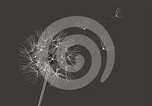 Vector Flower Dandelion