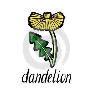 Vector flower of dandelion