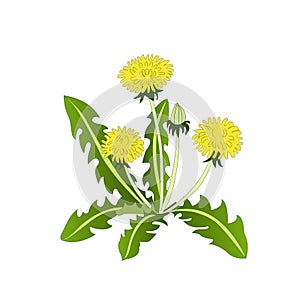 Vector flower dandelion