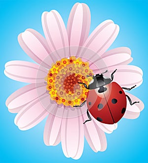 vector flower and ladybird