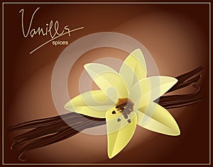 Vector flower and vanilla pods