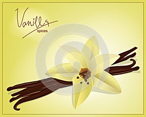 Vector flower and vanilla pods