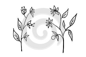 Vector flowers hand drawn sketch floral art