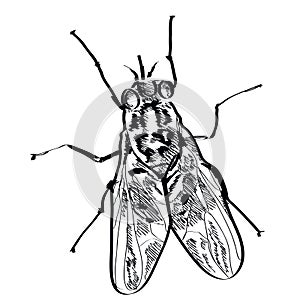 Vector fly insect hand drawn on a background.