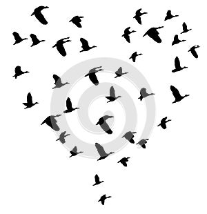 Vector Flying Birds In a Heart Shape.