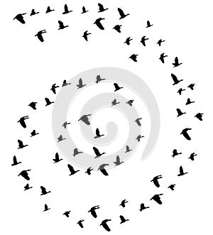 Vector Flying Birds. Nature, animal background.