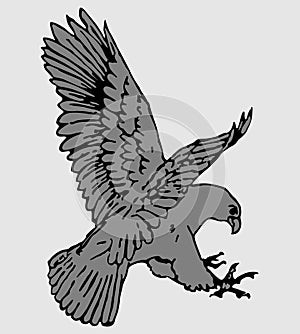 Vector flying eagle