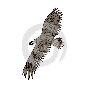 Vector flying griffon vulture bird