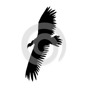 Vector flying griffon vulture bird silhouette