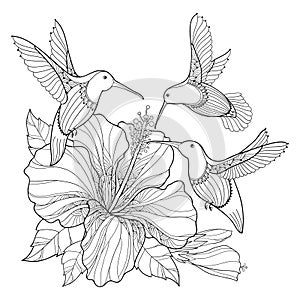 Vector flying Hummingbird or Colibri and ornate Hibiscus in contour style isolated on white background. Outline exotic bird.