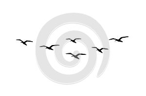 Vector flying seagull birds flock silhouette photo