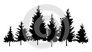 Vector forest fir trees silhouette