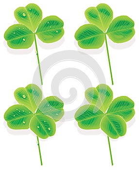 Vector four and three Leaf Clover