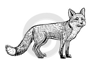 Vector fox, hand drawn black and white sketch.