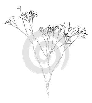 Vector Fractal Dotted Algae Branches Graphic Element