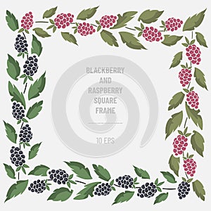 Vector frame with blackberries, raspberries and foliage; square border composition.