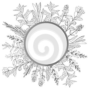 Vector frame with hand drawn herbs. Sketch illustration.