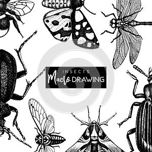 Vector frame with high detailed butterflies, beetles, cicada, bumblebee illustrations. Hand drawn insects design. Vintage entomolo