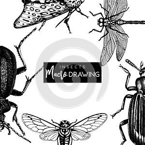 Vector frame with high detailed butterflies, beetles, cicada, bumblebee illustrations. Hand drawn insects design. Vintage entomolo