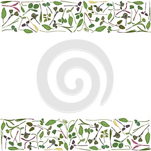 Vector frame with microgreen. Herbs - pea, sunflower, onion, corn, basil, china rose, spinach, fennel, sorrel, collard