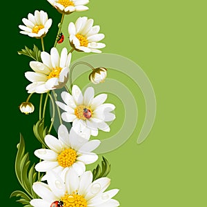Vector frame with white daisies and ladybugs