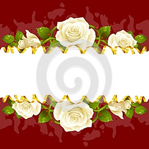 Vector frame whith white roses and golden ribbon