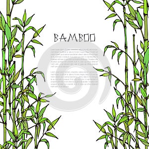 Vector framewith hand drawn bamboo branches on white background